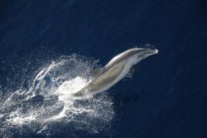 A pantropical spotted dolphin surfaces alongside the NOAA Ship Gordon Gunter. Credit: NOAA Fisheries (Permit No.14450)