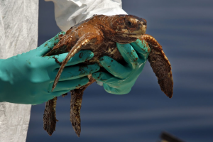A responder in green gloves holds an oiled sea turtle recovered during the Deepwater Horizon oil spill. 