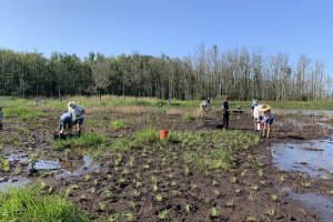 a group of volunteers help plant juvenile plants in the marsh area