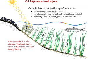 Conceptual model of Pacific herring egg/larvae oil exposure and injury in shallow shoreline spawning habitat.