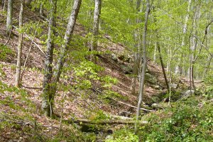 Hardwood forest within the Belt Woods Natural Environment Area.