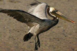 A Brown Pelican lands on the restored Queen Bess Island.
