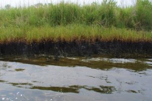 Oiled marsh after the Citgo Refinery oil spill