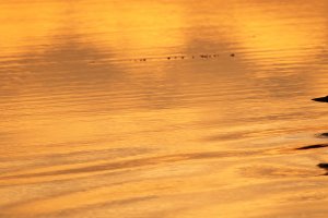 Silhouette of a common loon swimming on the surface of a river as the sun sets. Photo: Joseph Sands, USFWS.