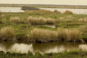 Marshes were one of many critical habitats for fish and birds affected by the Deepwater Horizon oil spill in 2010.