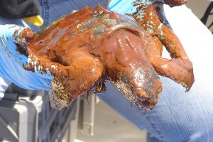 Responder in gloves holds sea turtle covered in oil during Deepwater Horizon oil spill (NOAA).