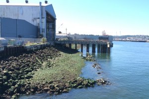 An industrial barn and pier on the banks of the Lower Duwamish River, with restored tidal habitat in the foreground. Image: Floyd Snider