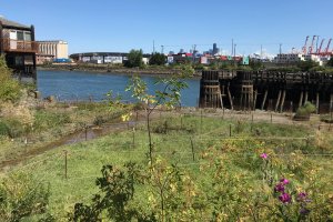 Lower Duwamish River bank where the Bluefield Holding's restoration site is located. Image: USFWS