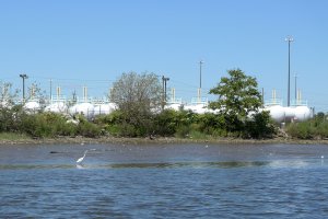 A white crane wades in the Passaic River in New Jersey. Chemical tanks line the shore behind it.
