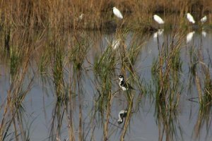 A black-necked stilt and snowy egrets in the restored wetland habitat.