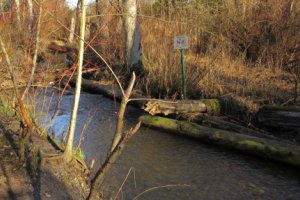 Large woody debris in restored tributary to Whatcom Creek provides habitat for salmon.