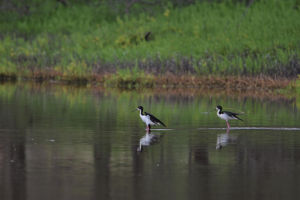 2 black and white birds sit in the calm water