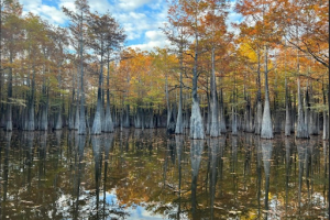 a forest of tall trees is behind a calm lake