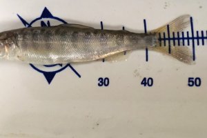 Measuring a young Chinook salmon, part of the ongoing natural resources damage assessment at the Portland Harbor site. (NOAA photo)