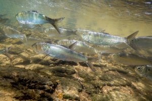 a group of herring swim through the water above small rocks