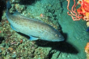 Gag groupers are a species targeted for restoration in the recreational fisheries barotrauma reduction project.