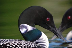 A pair of common loons on the water's surface, facing each other.