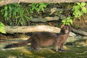 Brown mink standing on rock next to stream surrounded by plants. 
