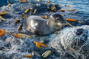 a hawaiian monk seal sits on top of fishing wire in water 