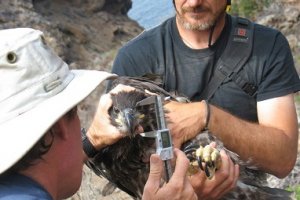 Taking measurements of young bald eagles during banding at Fraser Point on Santa Cruz Island. (Institute for Wildlife Studies)